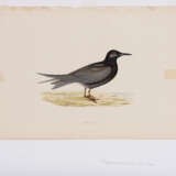 8 Vogeldarstellungen aus "A History of British Birds" - Foto 3