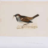 8 Vogeldarstellungen aus "A History of British Birds" - фото 4