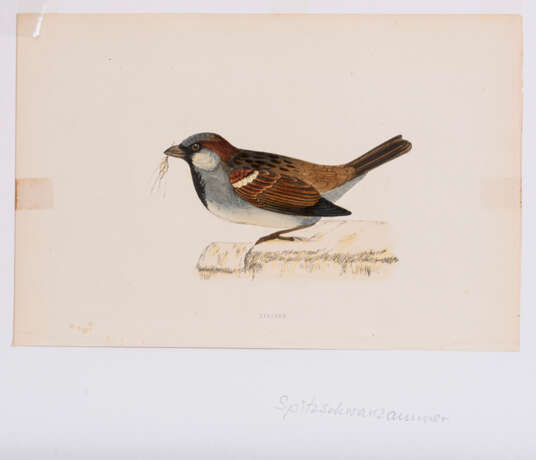 8 Vogeldarstellungen aus "A History of British Birds" - Foto 4