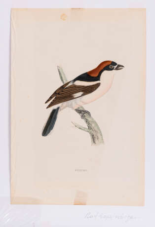 8 Vogeldarstellungen aus "A History of British Birds" - Foto 5