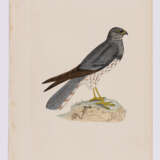 8 Vogeldarstellungen aus "A History of British Birds" - фото 6