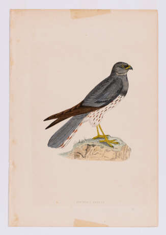 8 Vogeldarstellungen aus "A History of British Birds" - photo 6