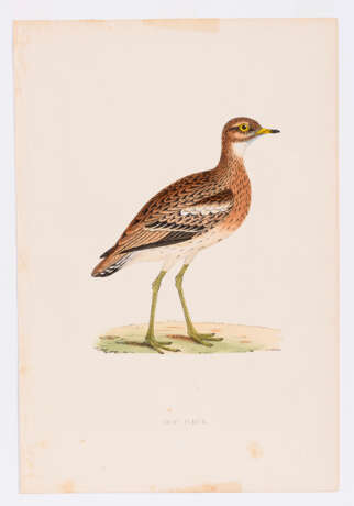 8 Vogeldarstellungen aus "A History of British Birds" - Foto 7