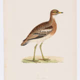 8 Vogeldarstellungen aus "A History of British Birds" - фото 7