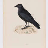 8 Vogeldarstellungen aus "A History of British Birds" - фото 8