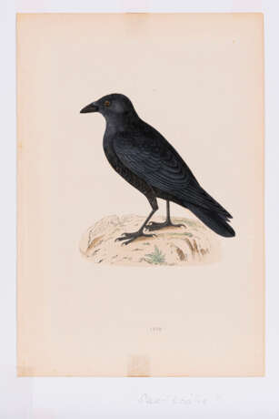8 Vogeldarstellungen aus "A History of British Birds" - Foto 8