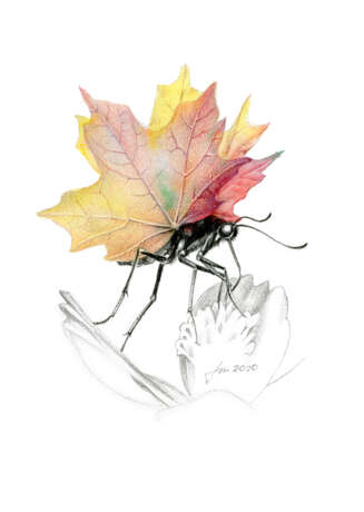 Рисунок «Осенняя энтомология (3)», Бумага, Акварель, 2020 г. - фото 1