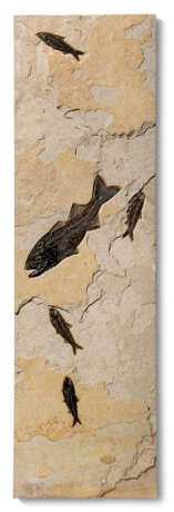 A TALL FOSSIL FISH PLAQUE - photo 1