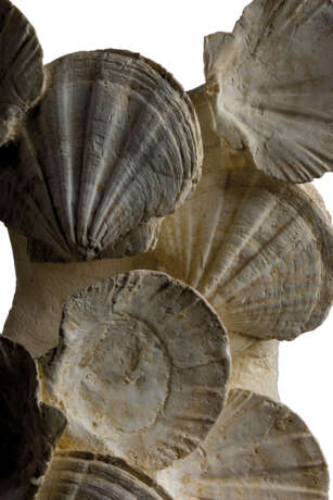 A GROUP OF FOSSILIZED SCALLOPS - фото 2