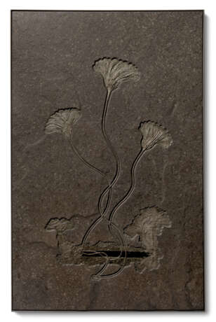 A FOSSIL SEA LILY PLAQUE - photo 1