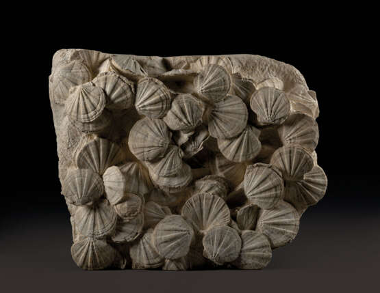 A LARGE GROUP OF FOSSILIZED SCALLOPS - Foto 1