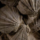 A LARGE GROUP OF FOSSILIZED SCALLOPS - Foto 3