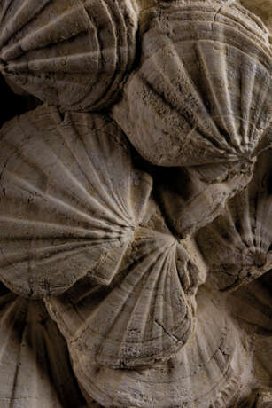 A LARGE GROUP OF FOSSILIZED SCALLOPS - photo 3