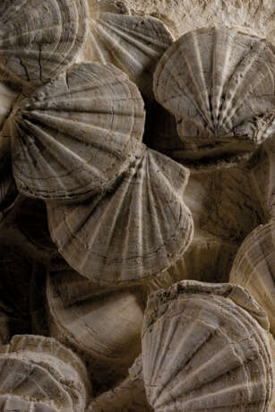 A LARGE GROUP OF FOSSILIZED SCALLOPS - фото 4