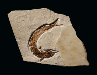 A LAREG FOSSIL RAY-FINNED FISH