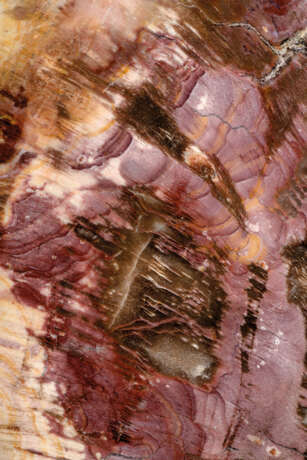 A SPECIMEN OF FOSSILIZED WOOD - Foto 6