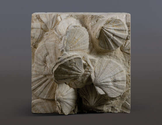 A TRIPTYCH OF PLAQUES WITH FOSSILIZED SCALLOPS - Foto 2