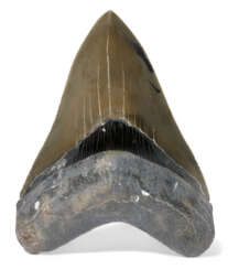 A MEGALODON TOOTH