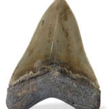 A MEGALODON TOOTH - фото 2