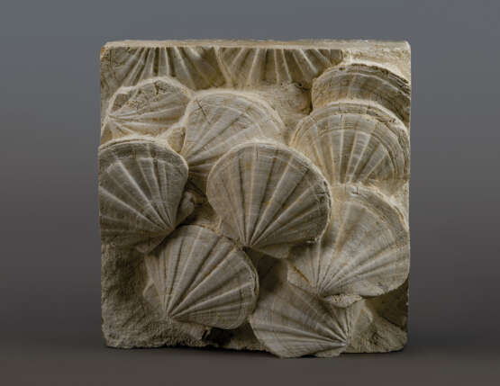 A TRIPTYCH OF PLAQUES WITH FOSSILIZED SCALLOPS - Foto 4