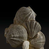 A GROUP OF FOSSILIZED SCALLOPS - Foto 2