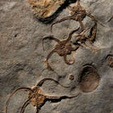 A LARGE PLAQUE OF FOSSILIZED 'BRITTLE STARS' - фото 3