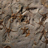 A LARGE PLAQUE OF FOSSILIZED 'BRITTLE STARS' - фото 4