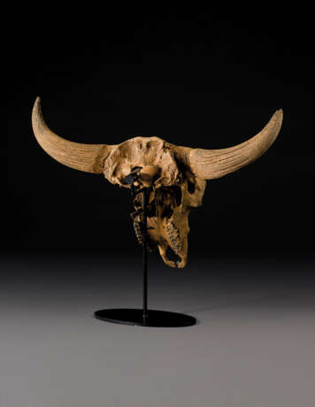 A LARGELY COMPLETE FOSSIL STEPPE BISON SKULL - фото 3