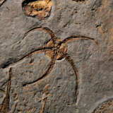 A LARGE PLAQUE OF FOSSILIZED 'BRITTLE STARS' - фото 5