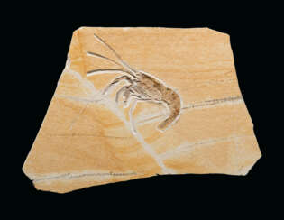 A LARGE FOSSIL SHRIMP