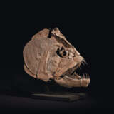 A LARGE PREDATORY FISH SKULL - photo 4