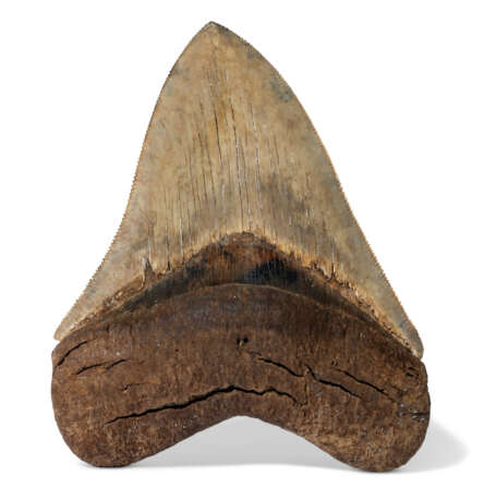 A TAN MEGALODON TOOTH - фото 1