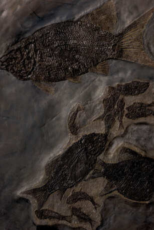 A SQUARE FOSSIL FISH PLAQUE - фото 3