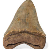 A TAN MEGALODON TOOTH - фото 2
