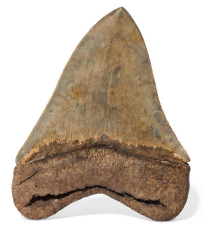 A TAN MEGALODON TOOTH - фото 2