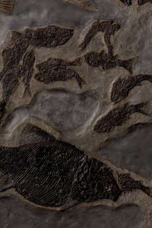A SQUARE FOSSIL FISH PLAQUE - фото 4