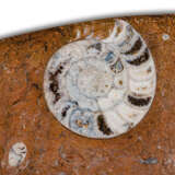 A FOSSIL TABLE TOP - photo 4