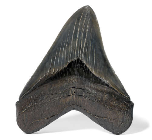 A BLACK MEGALODON TOOTH - photo 1