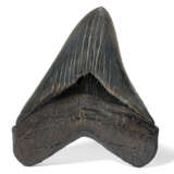 A BLACK MEGALODON TOOTH - фото 1