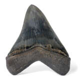 A BLACK MEGALODON TOOTH - Foto 2