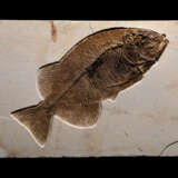 A LARGE FOSSIL FISH - Foto 1