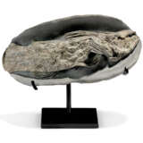 A FOSSIL COELACANTH - photo 1