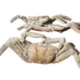 A GROUP OF CRAB FOSSILS - Foto 4