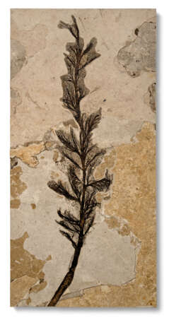 A LARGE FOSSIL PALM FLOWER - фото 1