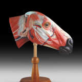 A POLYCHROME-PAINTED ECORCHE MODEL OF A HORSE'S HEAD - фото 1