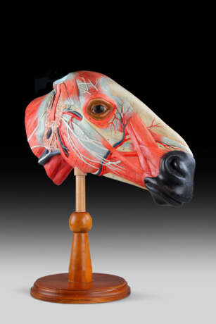 A POLYCHROME-PAINTED ECORCHE MODEL OF A HORSE'S HEAD - Foto 2