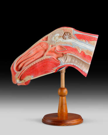 A POLYCHROME-PAINTED ECORCHE MODEL OF A HORSE'S HEAD - photo 4