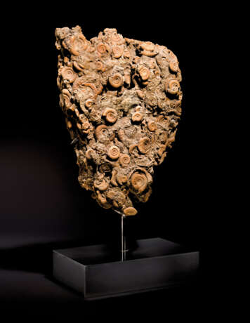 A LARGE AMMONITE CLUSTER - фото 1