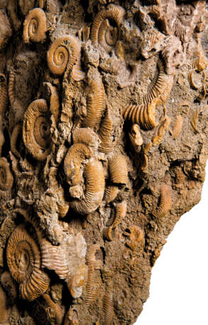 A LARGE AMMONITE CLUSTER - photo 3
