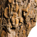 A LARGE AMMONITE CLUSTER - photo 3
